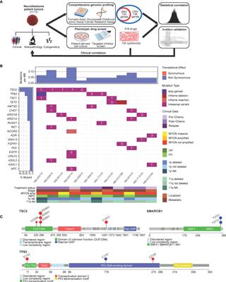 Integrated Genomic Profiling and Drug Screening of Patient-Derived Cultures Identifies Individualized Copy Number-Dependent Susceptibilities Involving PI3K Pathway and 17q Genes in Neuroblastoma